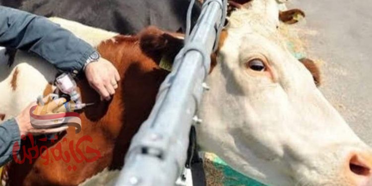 الزراعة : 6 قوافل بيطرية لفحص وعلاج 3500 رأس ماشية مجانا بمحافظة المنوفية