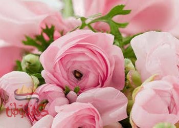 ” طَيْفُ السَّعَــادَةِ”