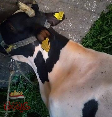 جهود مديرية الطب البيطرى خلال شهر نوفمبر بادارتى الرعاية التناسلية والتلقيح الصناعي