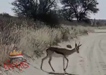 الغزاله وصياد