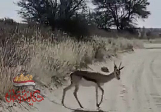 الغزاله وصياد