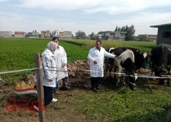 البحيرة : اختبار ٥١٣٢ رأس ماشية ضد مرض البروسيلا ذبح عدد ٧٧٦٨ ذبيحة بالمجازر