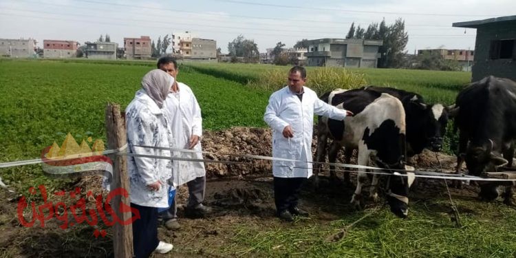 البحيرة : اختبار ٥١٣٢ رأس ماشية ضد مرض البروسيلا ذبح عدد ٧٧٦٨ ذبيحة بالمجازر