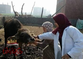 الطب البيطري