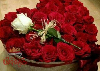 عام يلملم أثوابه و بالسلامه وأخر قادم بإبتسامه عاما سعيد