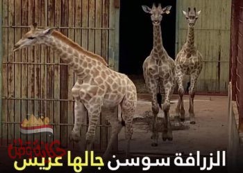 زواج الزرافة “سنسن”وحالة من الفرح تسود السوشيال ميديا