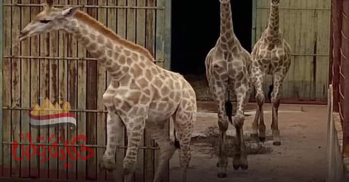 زواج الزرافة “سنسن”وحالة من الفرح تسود السوشيال ميديا