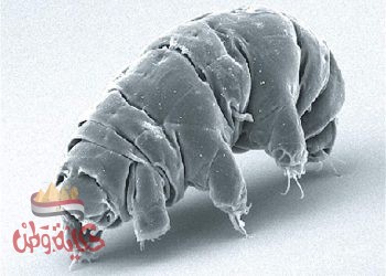 الحيوان الذي لا يموت