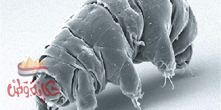 الحيوان الذي لا يموت