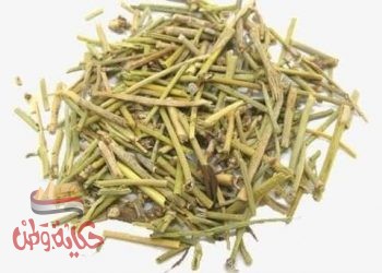 عشبة الطاقة