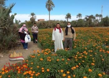 زراعة ابشواي متابعة الزراعات الشتوية والنباتات الطبية والعطرية بالمركز