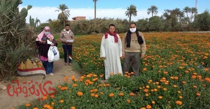 زراعة ابشواي متابعة الزراعات الشتوية والنباتات الطبية والعطرية بالمركز