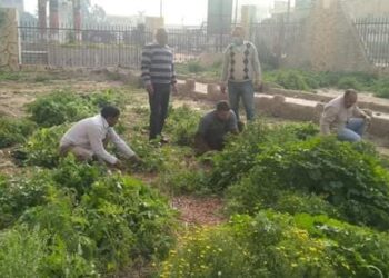 حملة نظافة وقص للأشجار