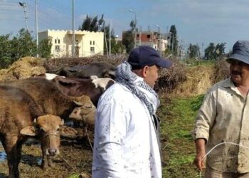 الحمى القلاعية