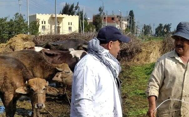 الحمى القلاعية