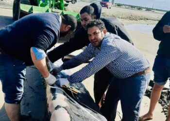 سحب أنثى الحوت لدفنها