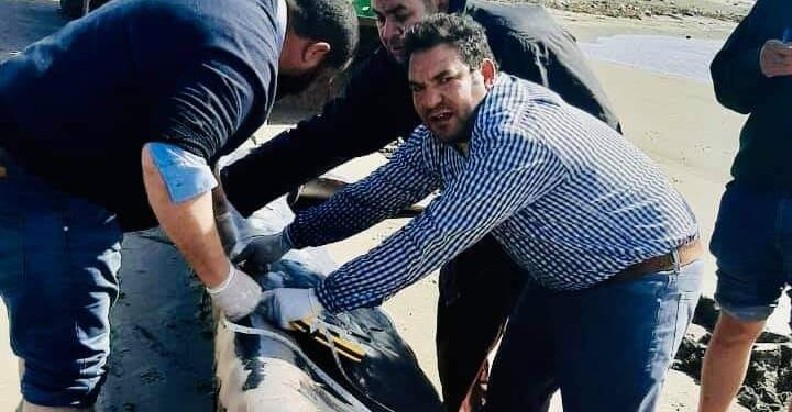 سحب أنثى الحوت لدفنها