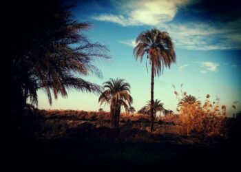 االمصرية الروسية تعلن عن الطلاب الفائزين فى مسابقة التصوير الفوتوغرافى