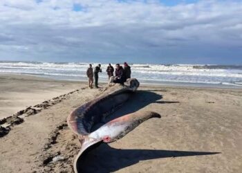 المعهد القومى لعلوم البحار والمصايد: العثور على حوت نافق بقطاع الدلتا الإنتاجى (بركة غليون)