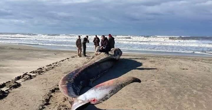 المعهد القومى لعلوم البحار والمصايد: العثور على حوت نافق بقطاع الدلتا الإنتاجى (بركة غليون)