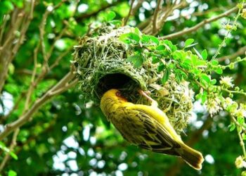 عصفور بنى عشه