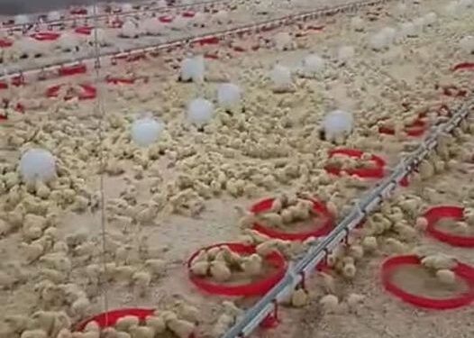 تشغيل مشروع عنابر تربية الدواجن بالمنطقة الصناعية بمحافظةالمنيا