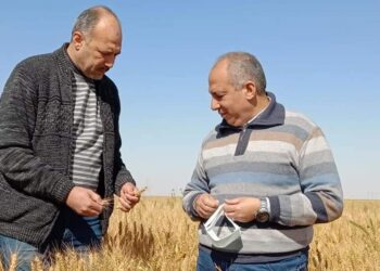 الزراعة تتابع تجهيز وإعداد وجودة التقاوى بشرق العوينات والخارجة والداخلة بالوادي الجديد