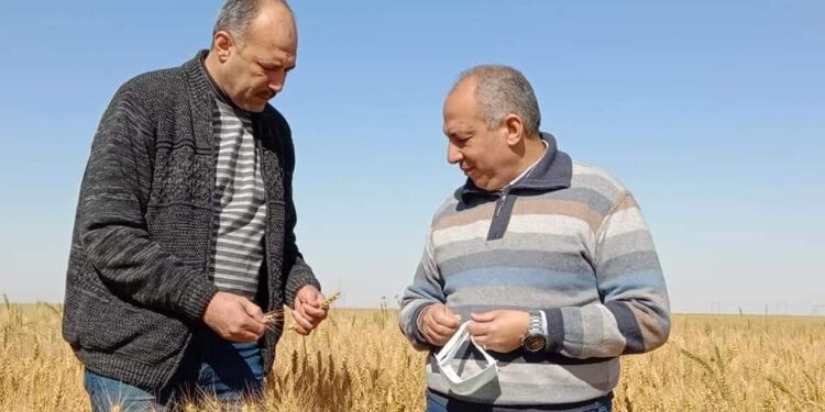 الزراعة تتابع تجهيز وإعداد وجودة التقاوى بشرق العوينات والخارجة والداخلة بالوادي الجديد