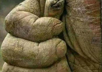 يد تفيض بالخير