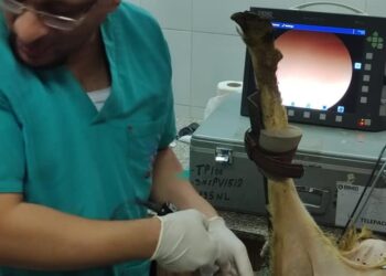 الزراعة :أجهزة جديدة متطورة للتقليح الاصطناعي والتحسين الوراثي للماعز والاغنام لزيادة اللحوم والالبان