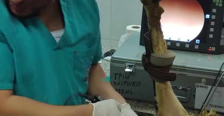 الزراعة :أجهزة جديدة متطورة للتقليح الاصطناعي والتحسين الوراثي للماعز والاغنام لزيادة اللحوم والالبان