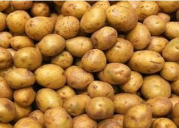الزراعة صادرات مصر من البطاطس تتجاوز ال 380 الف طن هذا العام وروسيا اكبر مستورد