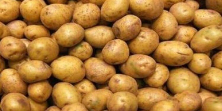 الزراعة صادرات مصر من البطاطس تتجاوز ال 380 الف طن هذا العام وروسيا اكبر مستورد