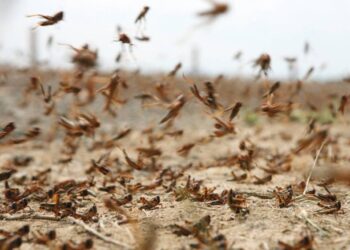 تحذر البيئة من أسراب الجراد