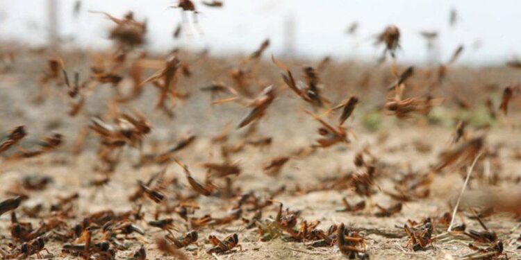تحذر البيئة من أسراب الجراد