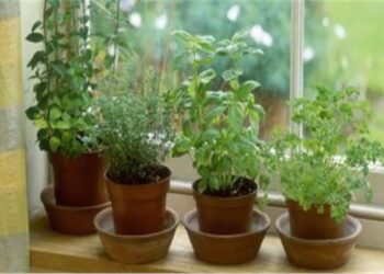 نباتات طاردة للذباب و البعوض