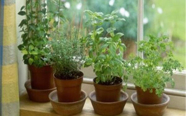 نباتات طاردة للذباب و البعوض