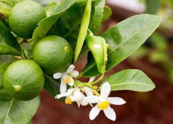 فوائد صحية ل ماء الزهر