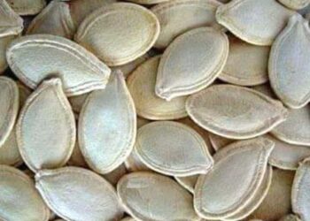 ماذا تعرف عن لب ثمار اليقطين (القرع العسلي) ؟ .