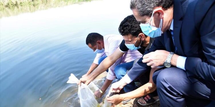 محافظ الغربية يشهد إلقاء ٤ مليون زريعة سمك في قناة طنطا الملاحية.