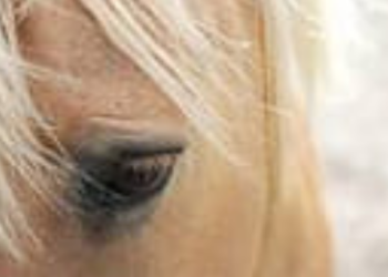 قلبي اللي حبك من زمان