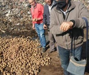 الزراعة نشاط معهد بحوث أمراض النباتات عن شهر ابريل