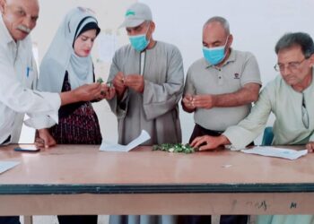 للذهب الابيض