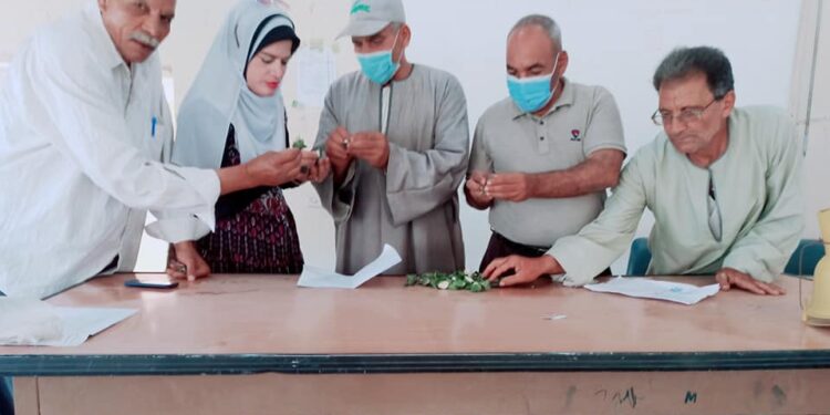 للذهب الابيض