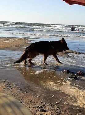 شاطئ بورسعيد