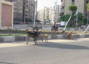 َالكلاب الضاله تهدد حياة المواطنين ببورسعيد