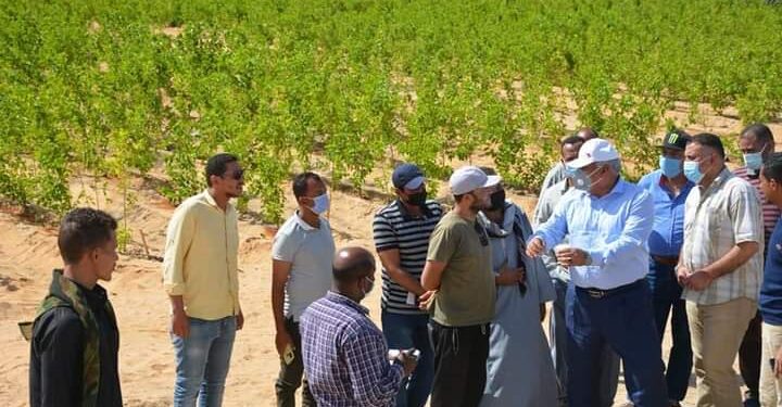 محافظ الوادي الجديد يتفقد مشروع استثمار زراعي لإنتاج التوت بالفرافرة