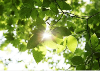 الورقة والشعاع