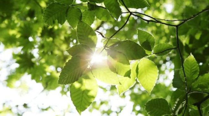 الورقة والشعاع