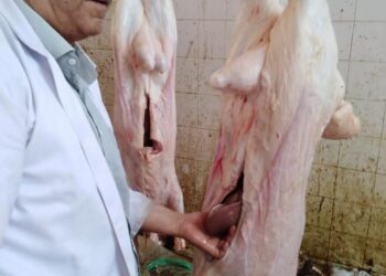 ذبح ١٥٨ أضحية في ثالث أيام العيد بالغربية